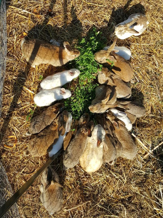 Masseria Trulli Sull'Aia Cisternino Bagian luar foto